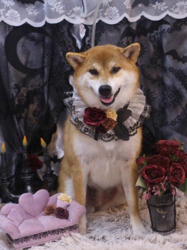 20231027マロンちゃん